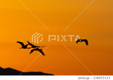 明け方鶴の飛翔 ‐鹿児島県出水‐ 138053113