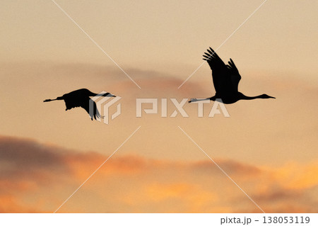明け方鶴の飛翔 ‐鹿児島県出水‐ 138053119
