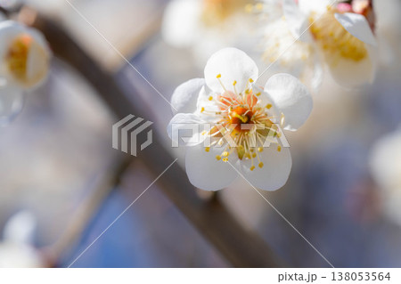 【春の花】白梅と玉ボケと青空【長野県】 【春の花】白梅と玉ボケと青空【長野県】 138053564