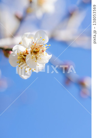 【春の花】白梅と玉ボケと青空【長野県】 138053569