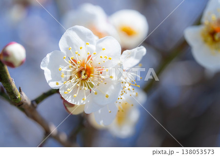 【春の花】白梅と玉ボケと青空【長野県】 【春の花】白梅と玉ボケと青空【長野県】 138053573