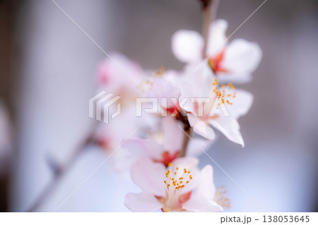 【春の花】ロトウザクラ・マクロ撮影【長野県】 【春の花】ロトウザクラ・マクロ撮影【長野県】 138053645