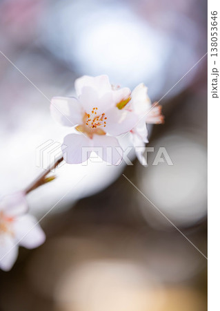 【春の花】ロトウザクラ・マクロ撮影【長野県】 【春の花】ロトウザクラ・マクロ撮影【長野県】 138053646