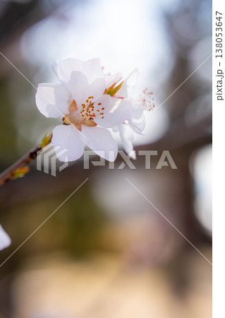 【春の花】ロトウザクラ・マクロ撮影【長野県】 138053647