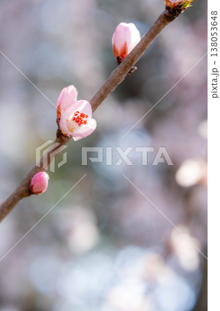 【春の花】ロトウザクラ・マクロ撮影【長野県】 138053648