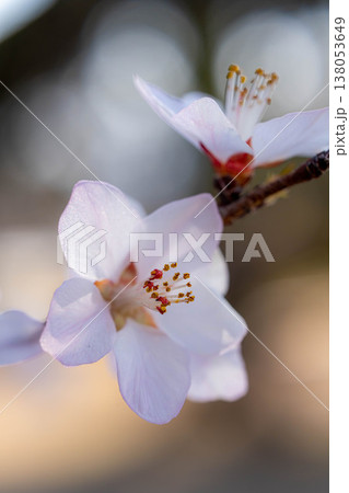 【春の花】ロトウザクラ・マクロ撮影【長野県】 【春の花】ロトウザクラ・マクロ撮影【長野県】 138053649