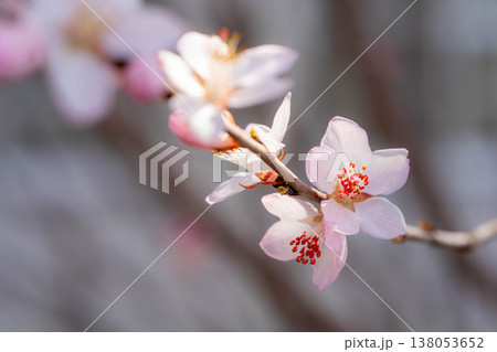 【春の花】ロトウザクラ・マクロ撮影【長野県】 【春の花】ロトウザクラ・マクロ撮影【長野県】 138053652