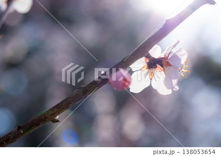 【春の花】ロトウザクラ・マクロ撮影【長野県】 【春の花】ロトウザクラ・マクロ撮影【長野県】 138053654