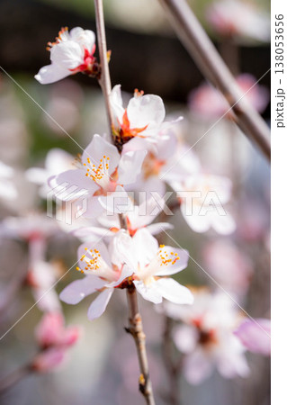 【春の花】ロトウザクラ・マクロ撮影【長野県】 138053656