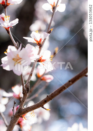 【春の花】ロトウザクラ・マクロ撮影【長野県】 【春の花】ロトウザクラ・マクロ撮影【長野県】 138053662