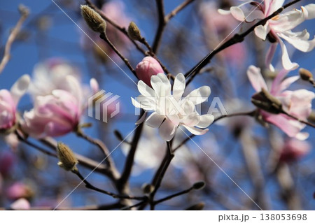 満開のもくれんの花 138053698