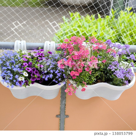 Multicolored flowers hanging in pots on the balcony 138053799