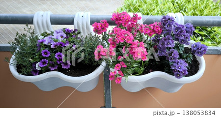 Bright balcony flower boxes with petunias, calibrachoa and diascia, creating a summer coziness Bright balcony flower boxes with petunias, calibrachoa and diascia, creating a summer coziness 138053834