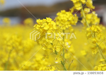 古賀市筵内の満開の菜の花畑 古賀市筵内の満開の菜の花畑 138053838
