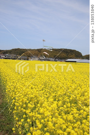 古賀市筵内の満開の菜の花畑 138053840