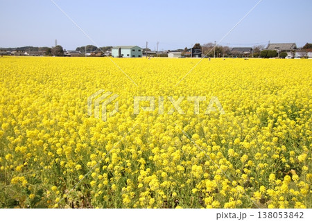 古賀市筵内の満開の菜の花畑 古賀市筵内の満開の菜の花畑 138053842