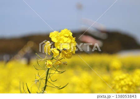 古賀市筵内の満開の菜の花畑 138053843