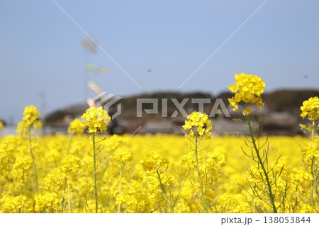 古賀市筵内の満開の菜の花畑 138053844