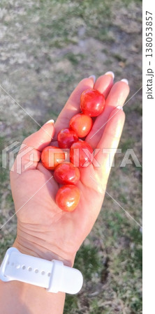 Fresh summer cherries in a woman's hand 138053857