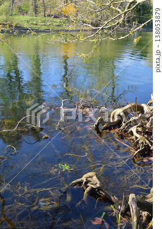 アンフェリュール湖と水面に向かって伸びる木　ブローニュの森　パリ　2026年3月17日 138053879