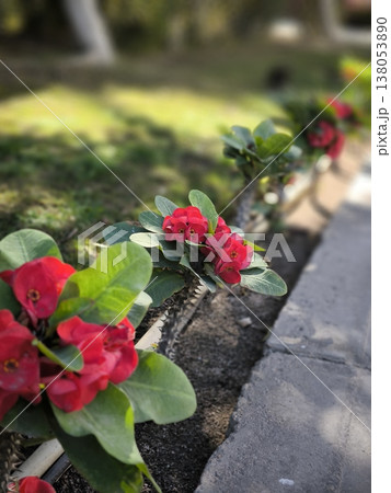 Bright red flowers against green foliage in the garden 138053890