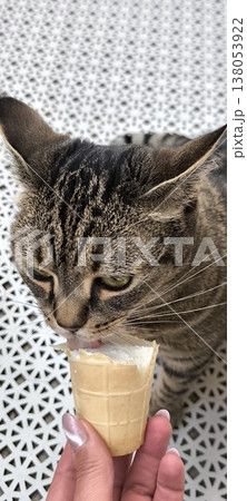 Cat eats ice cream from hands 138053922