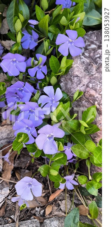 Delicate purple flowers of Vinca minor among green foliage in spring Delicate purple flowers of Vinca minor among green foliage in spring 138053927