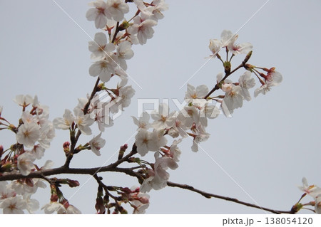 満開の桜 138054120