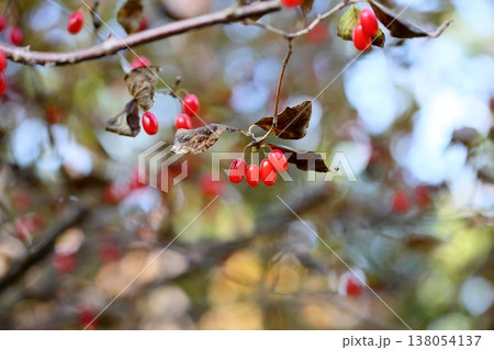 可愛い　サンシュユの実 138054137