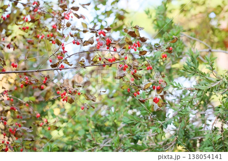 可愛い　サンシュユの実 138054141