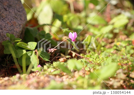 可愛い　原種シクラメンの花　ヘデリフォリュウム 138054144