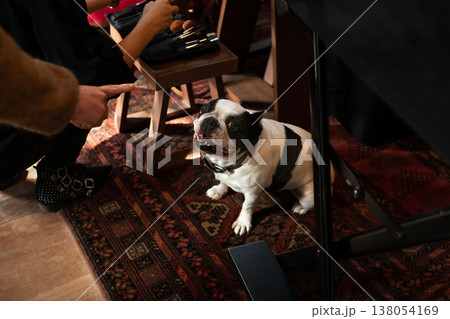 French bulldog under table waiting for treat during indoor gathering 138054169