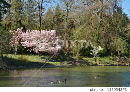 アンフェリュール湖の島に咲く桜を湖畔から望む風景 ブローニュの森 パリ 2026年3月17日 アンフェリュール湖の島に咲く桜を湖畔から望む風景 ブローニュの森 パリ 2026年3月17日 138054278