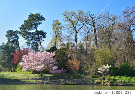 アンフェリュール湖の島に咲く桜を湖畔から望む風景 ブローニュの森 パリ 2026年3月17日 アンフェリュール湖の島に咲く桜を湖畔から望む風景 ブローニュの森 パリ 2026年3月17日 138054283
