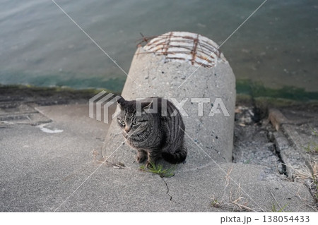 堤防で遊ぶとら猫 138054433