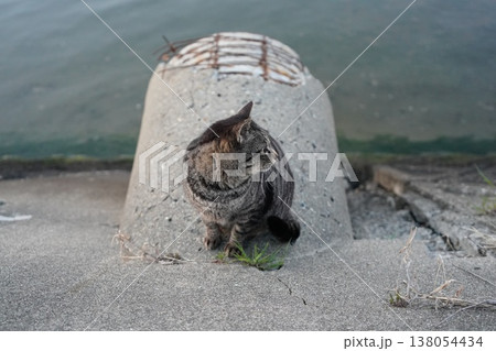 堤防で遊ぶとら猫 堤防で遊ぶとら猫 138054434