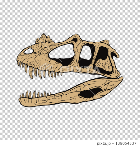 Fossil of a Ceratosaurus skull 138054537