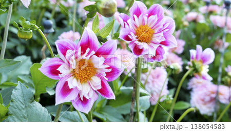 Colorful flowers bloom in a garden on a sunny day attracting bees and visitors 138054583