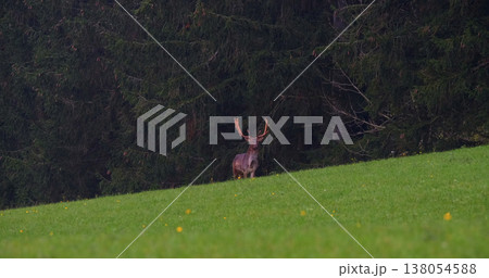 Deer stands on green grass near forest during early morning hours in a natural setting with trees in the background Deer stands on green grass near forest during early morning hours in a natural setting with trees in the background 138054588