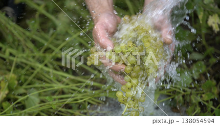 Hands wash fresh green grapes under flowing water in a garden setting on a sunny day in late summer 138054594