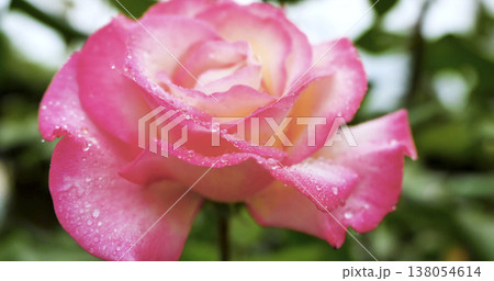 Close view of a pink rose with water droplets in a garden during daylight hours 138054614