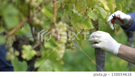 Workers trim grape vines in a vineyard during harvest season on a sunny day in late summer in a rural area Workers trim grape vines in a vineyard during harvest season on a sunny day in late summer in a rural area 138054616