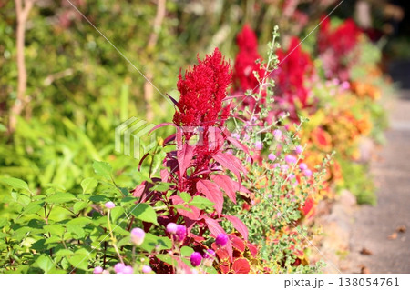鮮やか ケイトウの花 鮮やか ケイトウの花 138054761