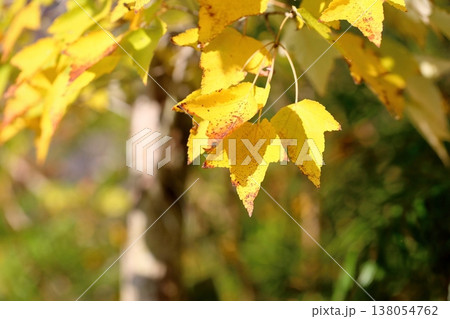 黄葉　ハナノキの葉 138054762