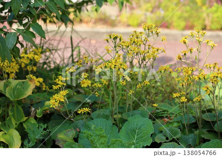 秋 ツワブキの花 秋 ツワブキの花 138054766