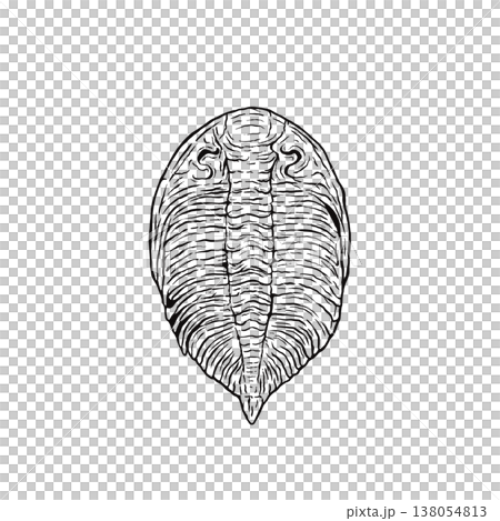Trilobite fossils (monochrome) 138054813