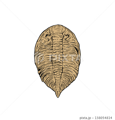 三葉虫の化石 三葉虫の化石 138054814