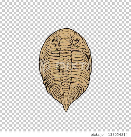三葉虫の化石 三葉虫の化石 138054814