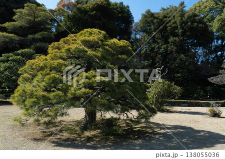 松の木がある風景 松の木がある風景 138055036
