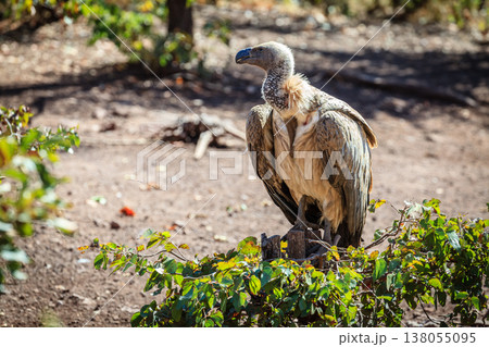 Indian vulture Indian vulture 138055095